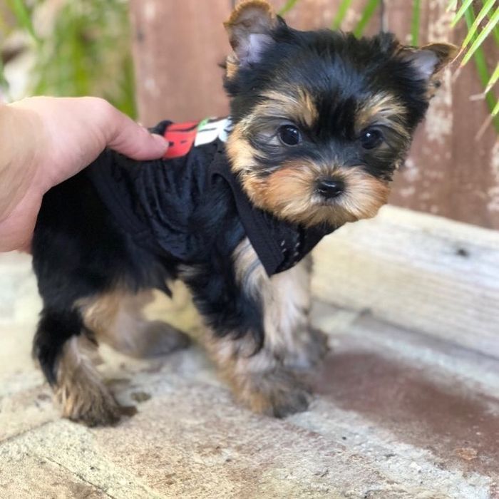 De vânzare Yorkshire Terrier Mini Toy/Teacup 1.8 kg la maturitate