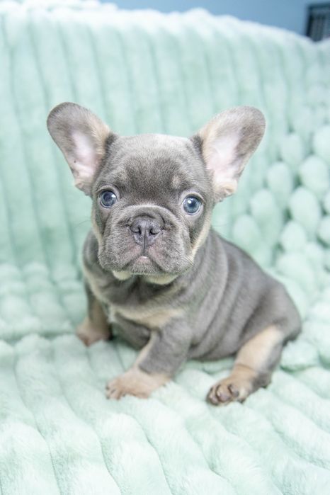 bulldog francez blue tan