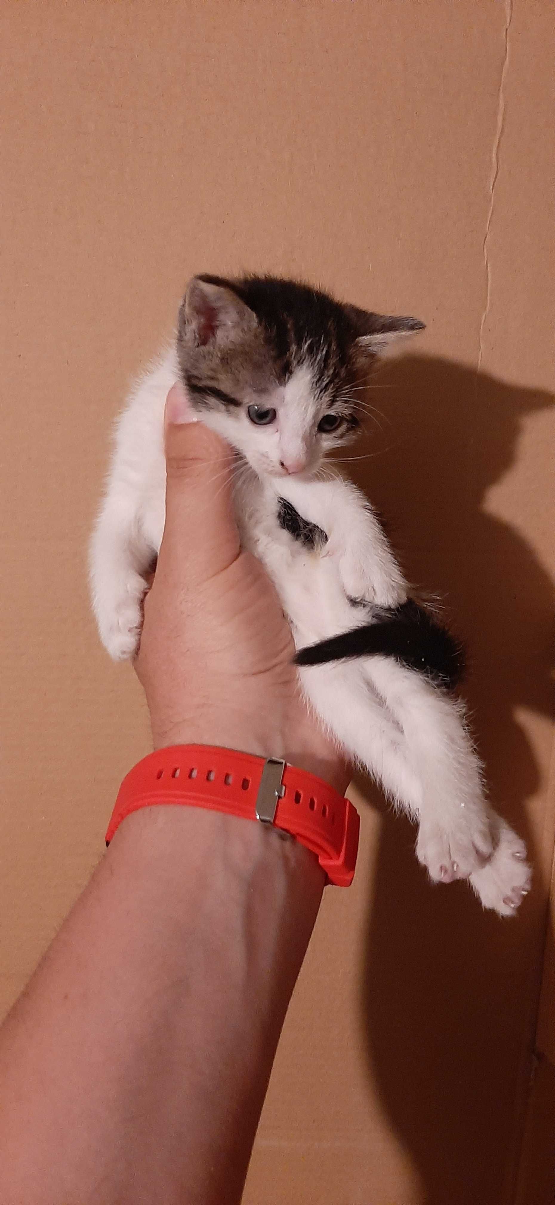 Подарявам малки котета  на 1 м