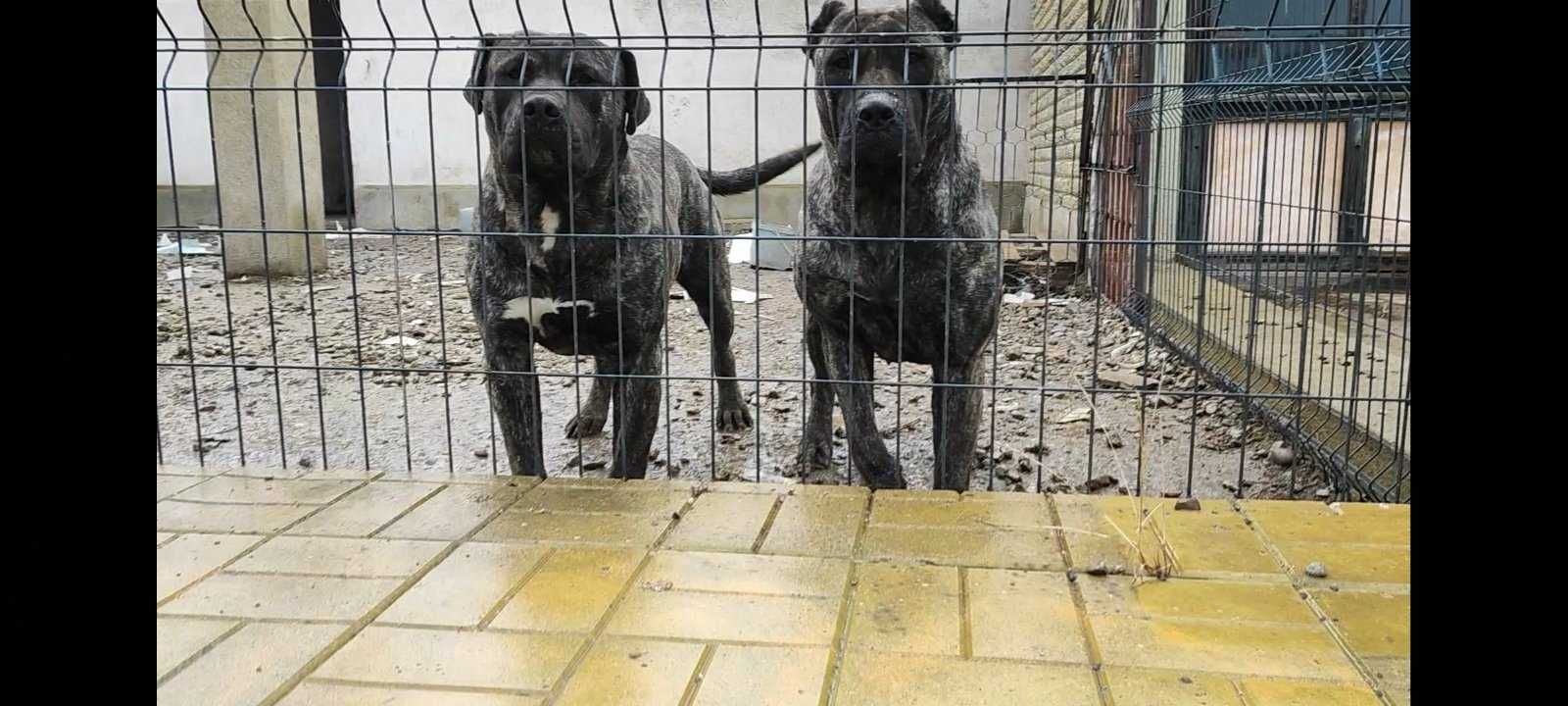 Преса Канарио Perro De Presa Canario