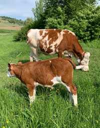 Vand vaca baltata romaneasca cu vițel