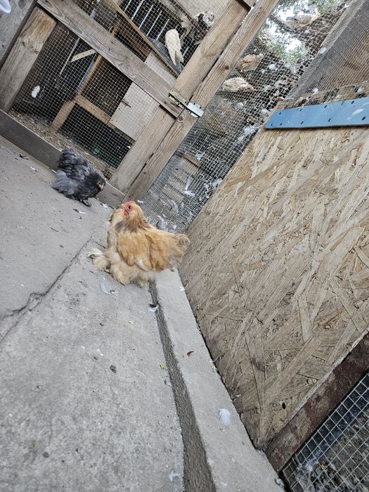 Vând găini conchinchina pitic