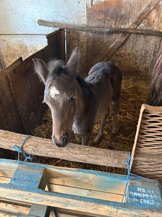 Doua iepe de vânzare