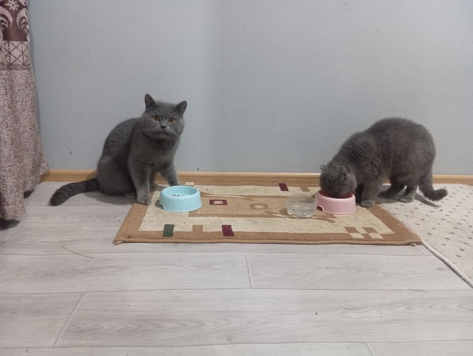 Skotshfol ayol erkak