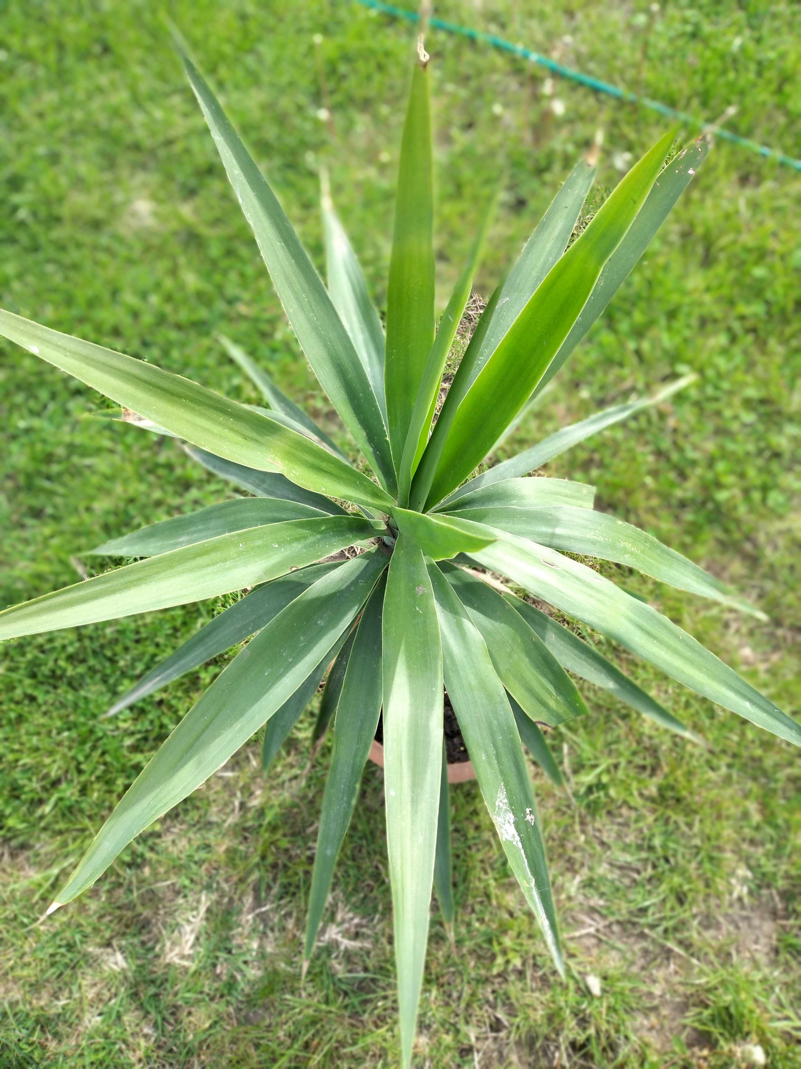 vand planta Yucca