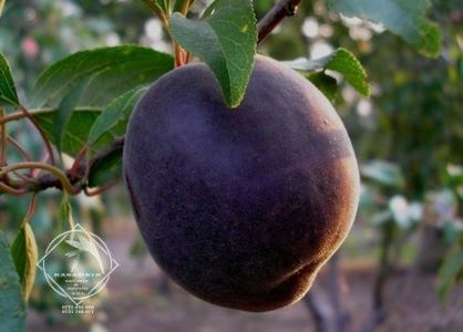 Pomi Fructiferi  deosebiti  soiuri rare