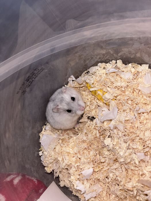 Donez hamster
