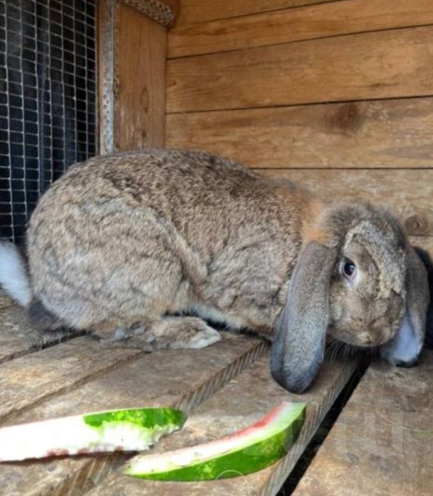 Продается кролики куенлар бор