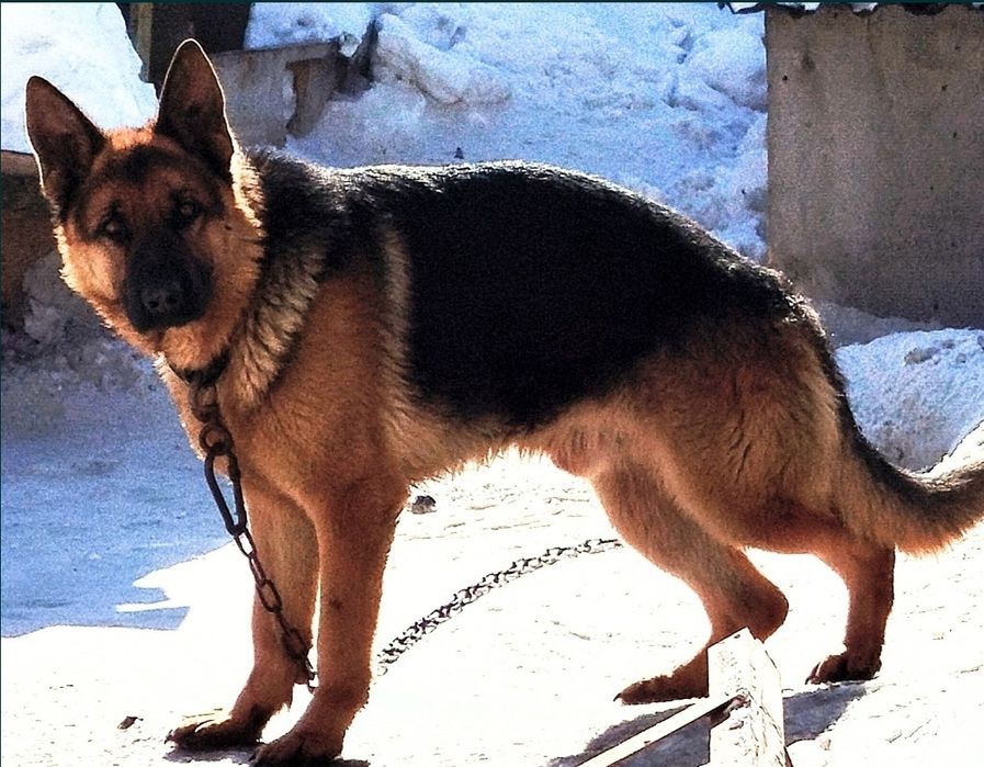 Пёс не продаётся.Вязка.