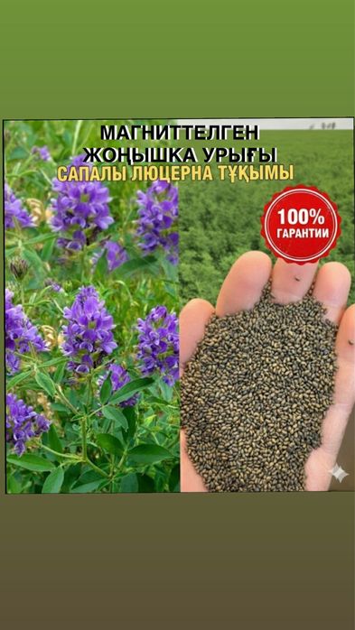 Жоңышқа ұрығы , люцерна тұқымы, жоңышқа тұқымы, люцерна ұрығы,