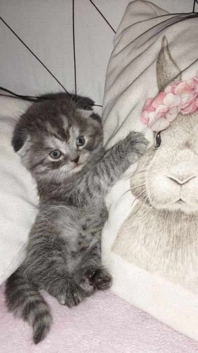 Шотландики фолдики