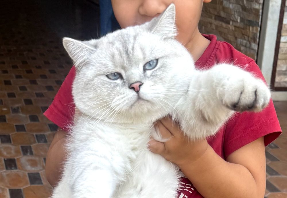 Vyazka uchun British Shorthair Chinchilla