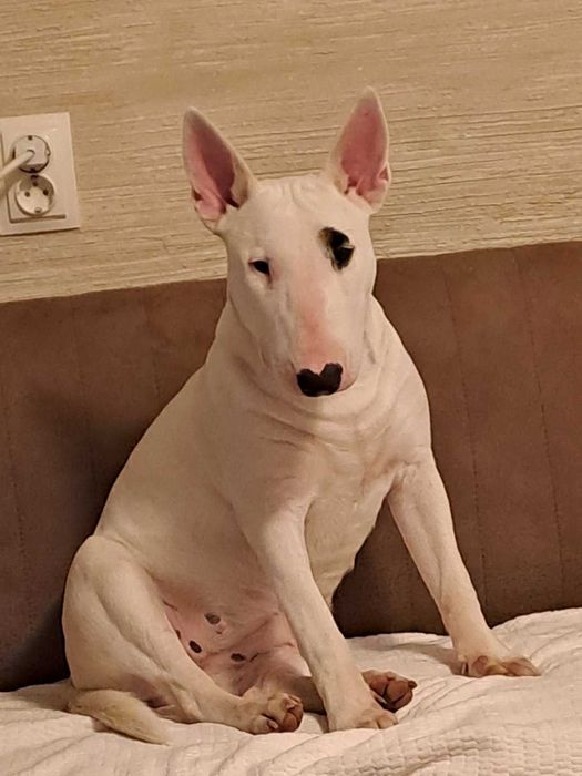 Бултериер чистокръвен