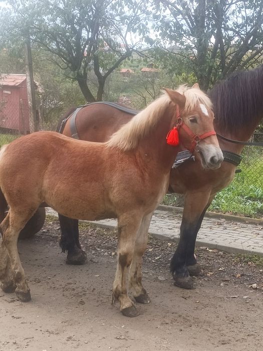 Vand manză de 7 luni