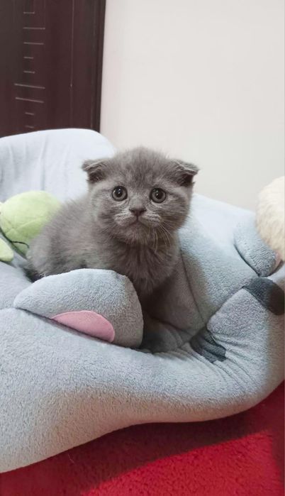 Шотландска клепоуха