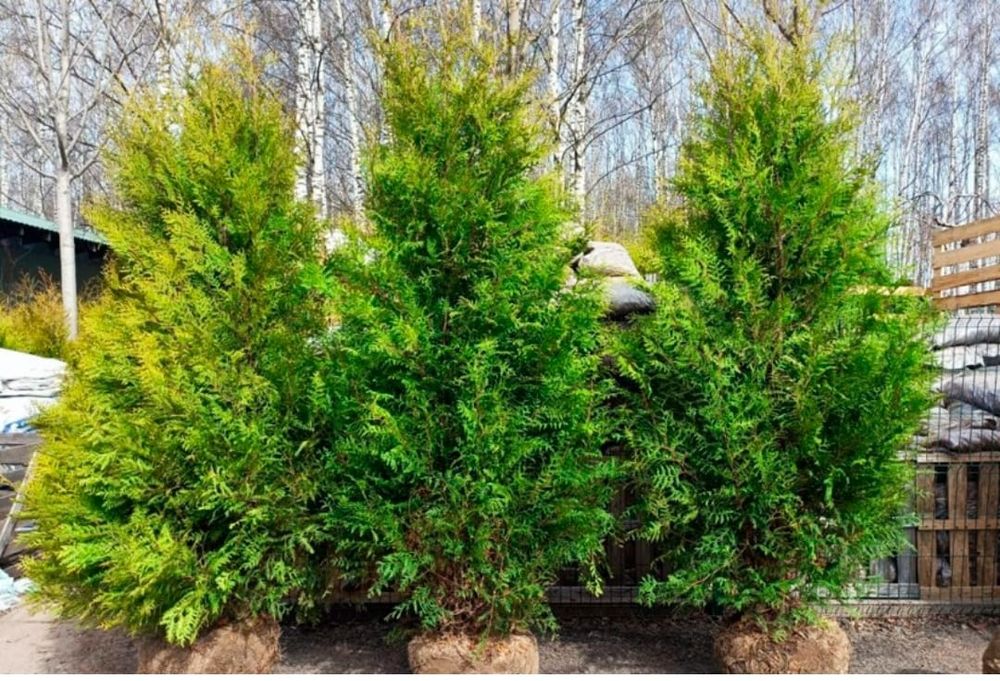 Продам туи. ЛИСТВЕННИЦА. Цена договорная.