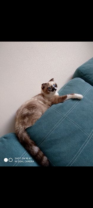 Отдам кошку в хорошие добрые руки