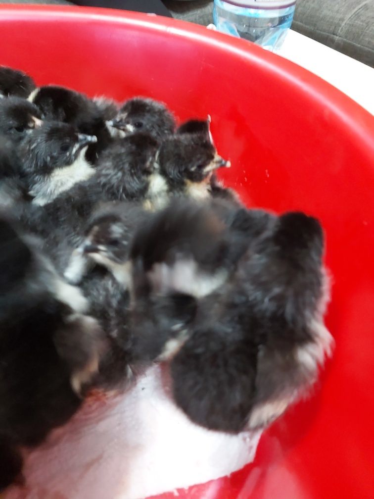 Pui de găină rasa Australorp