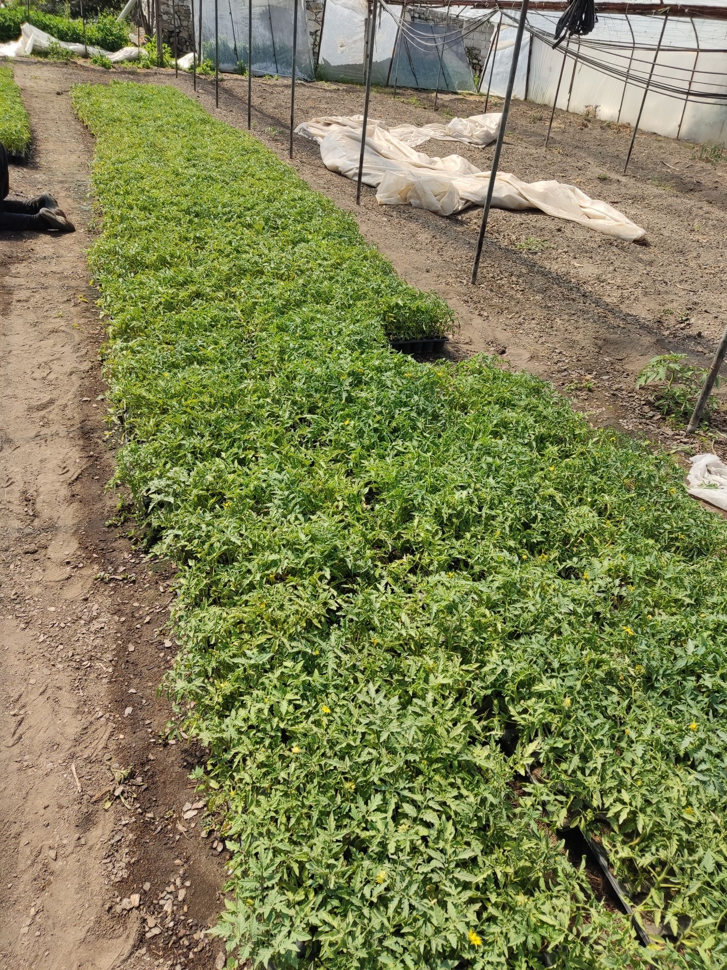 Разсад селски розов домат-МАЙКА,и червен селски цена 0.90лв за броя бр