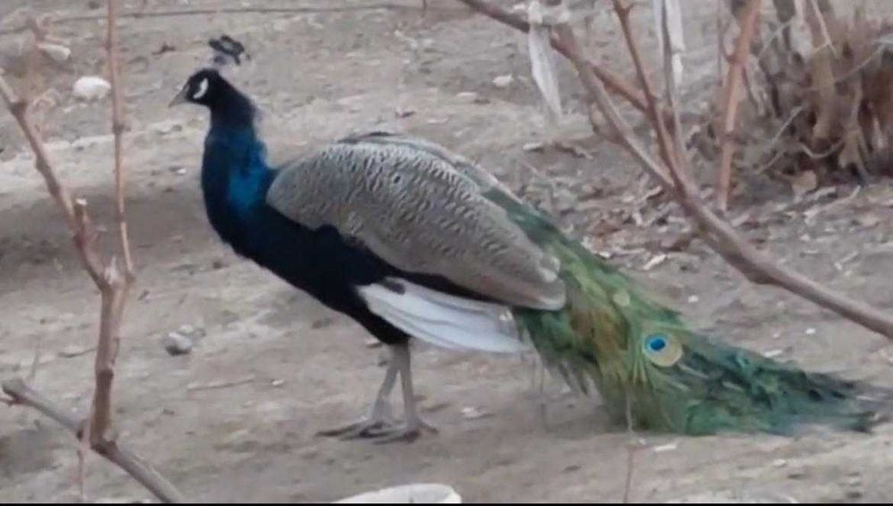 Продам 3 павлинов