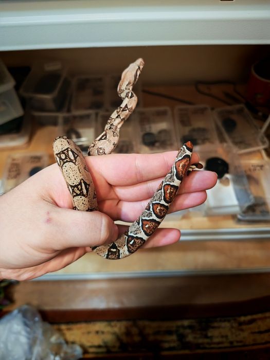 Императорский удав