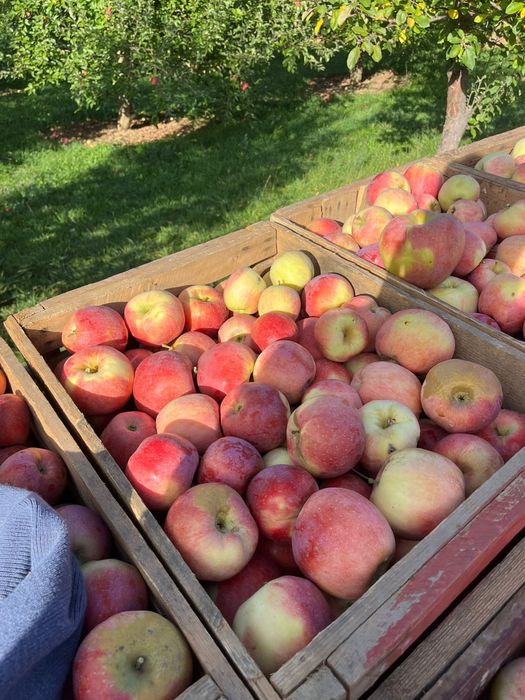 Vand diferite soiuri de mere!