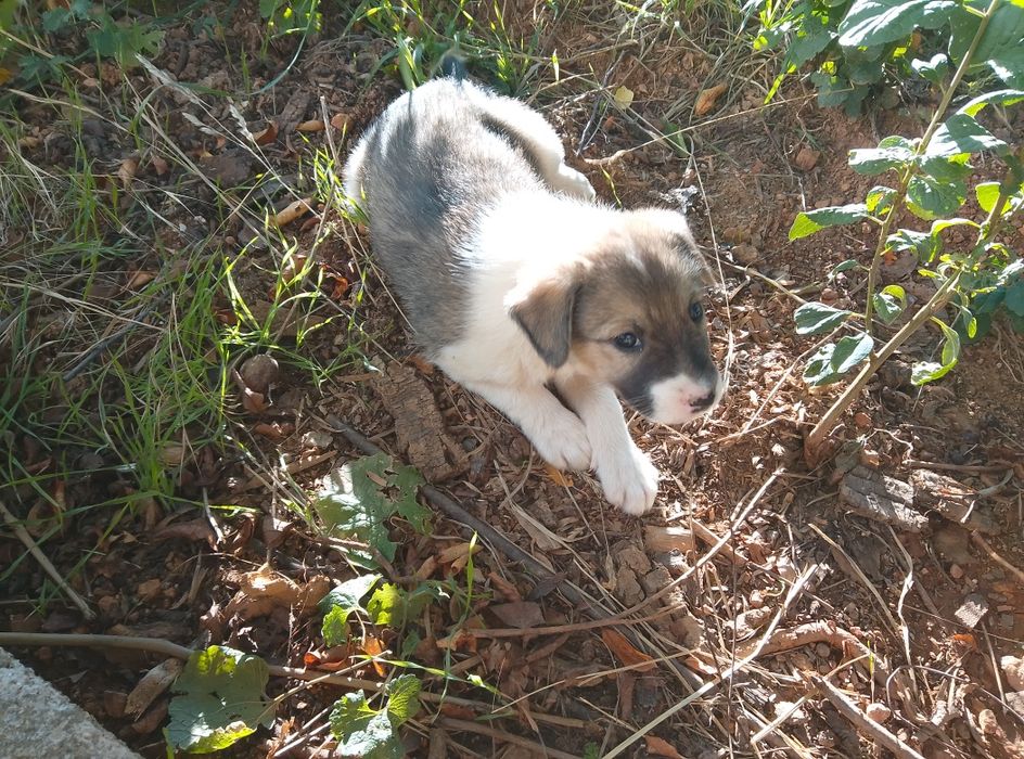 Cățeluși adopție
