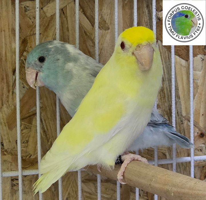 Papagali sociabili Forpus