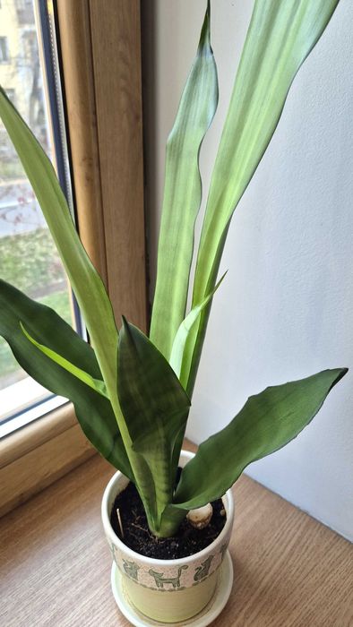 Сансевиерия Муншайн высокое светлое комнатное растение 80см.
