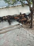 Qozilar sotiladi