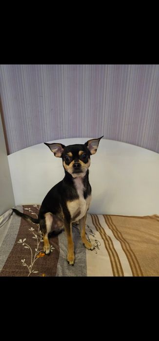 Продаются собаки чихуахуа,один мальчик и одна девочка