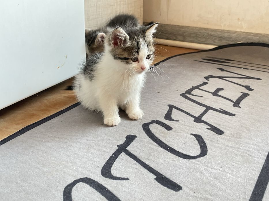 Persidiskiy mushuk  bolalari