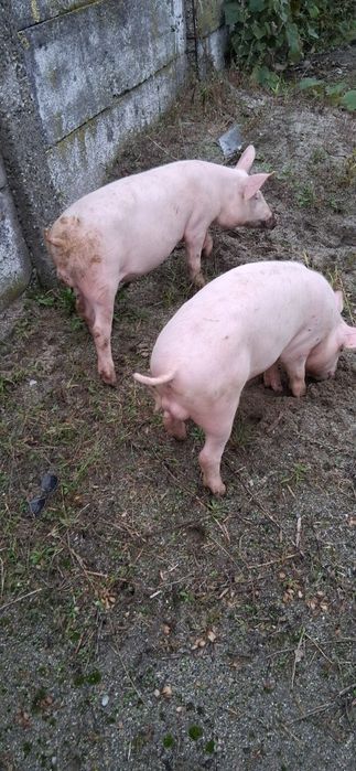 Porci  de vanzare