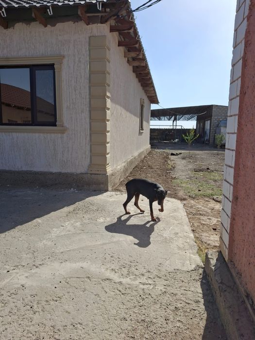 Доберман отдам в добрые руки