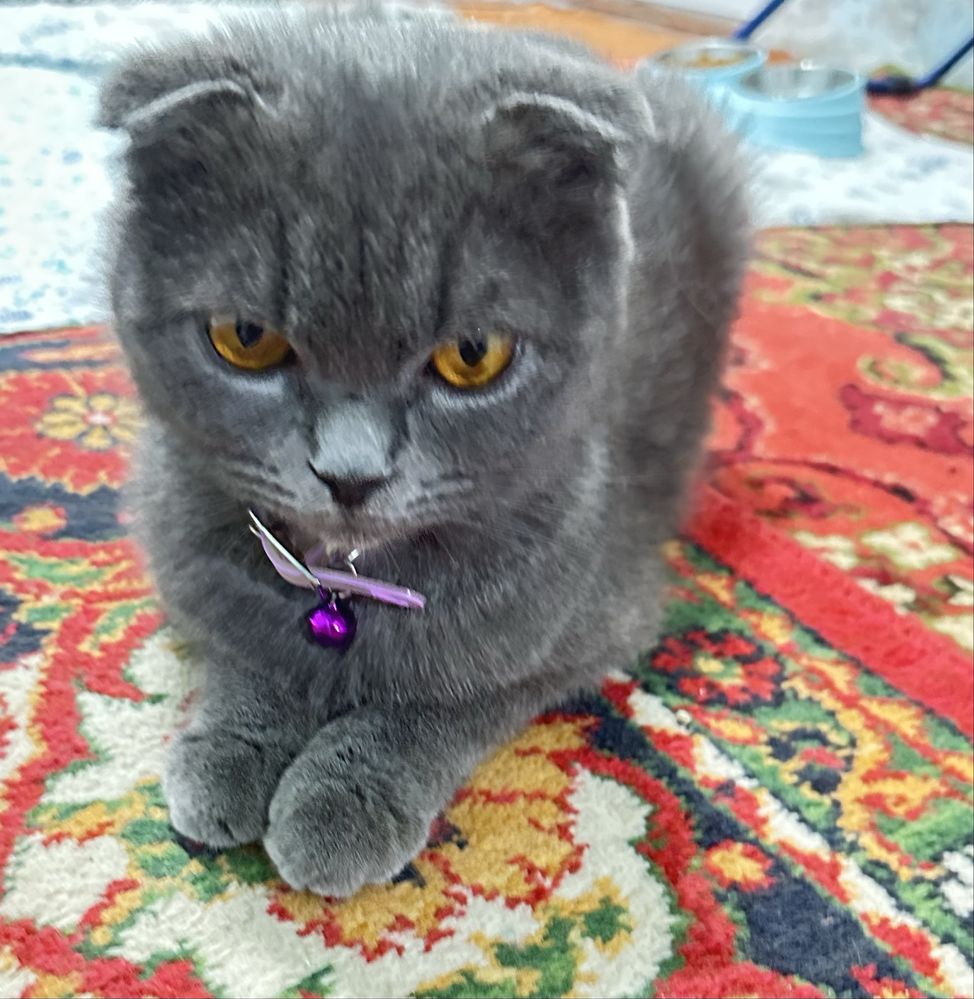 Продается кошка скоттиш фолд
