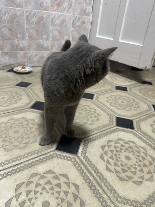 2 та британский эркак мушук сотилади