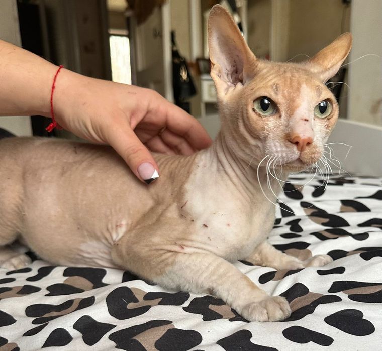 Отдам Сфинкса мальчик