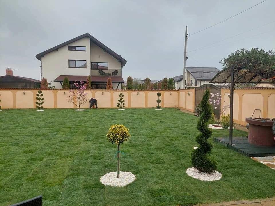 Leylandii 1.5m - 4m gard viu verde veșnic, gazon rulou sport !