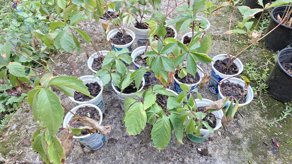 Продавам растения Дива лоза (Parthenocissus quinquefolia)