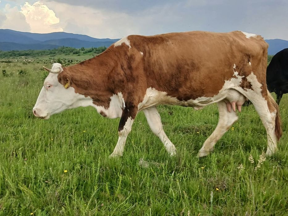 Vacii de vânzare toate tinere