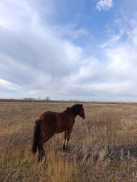 Продаммм на согыым