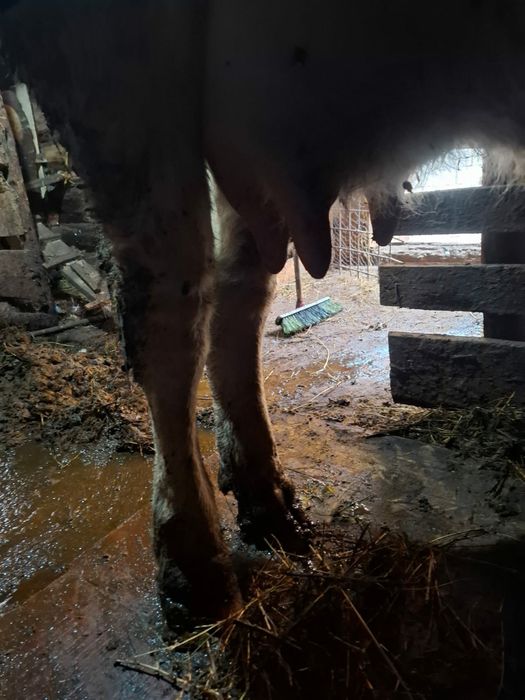 vaca de vanzare la prima fatare