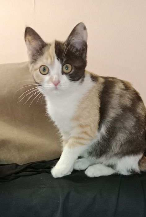 Милый котенок в добрые руки
