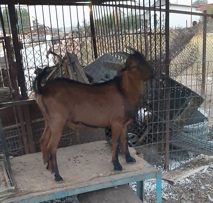 Отличный козёл на вязку