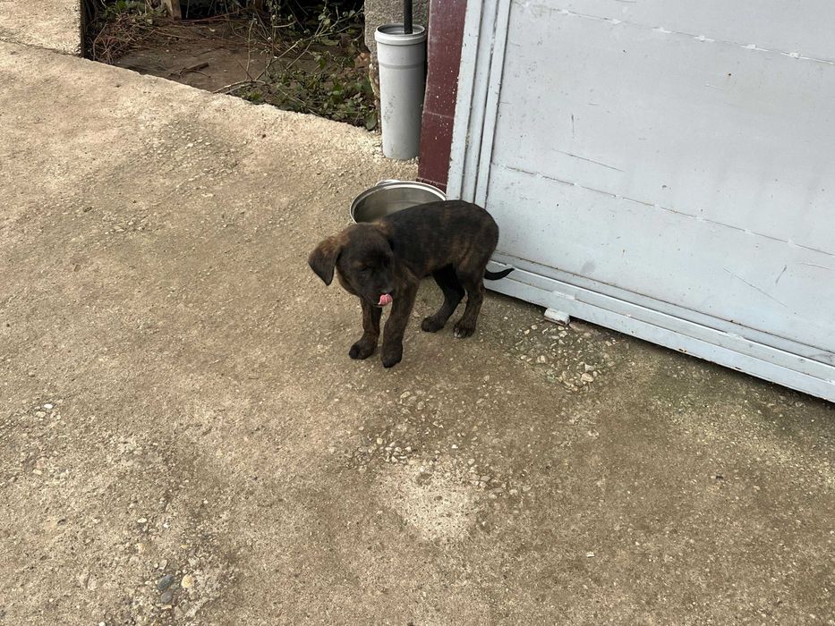 Catelusi draguti spre adoptie