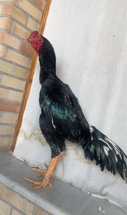 O shamo yoshiga tulgan 120$ kami bor