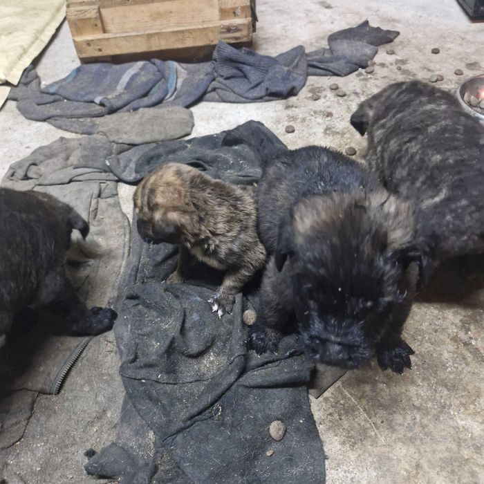 Кане корсо кученца