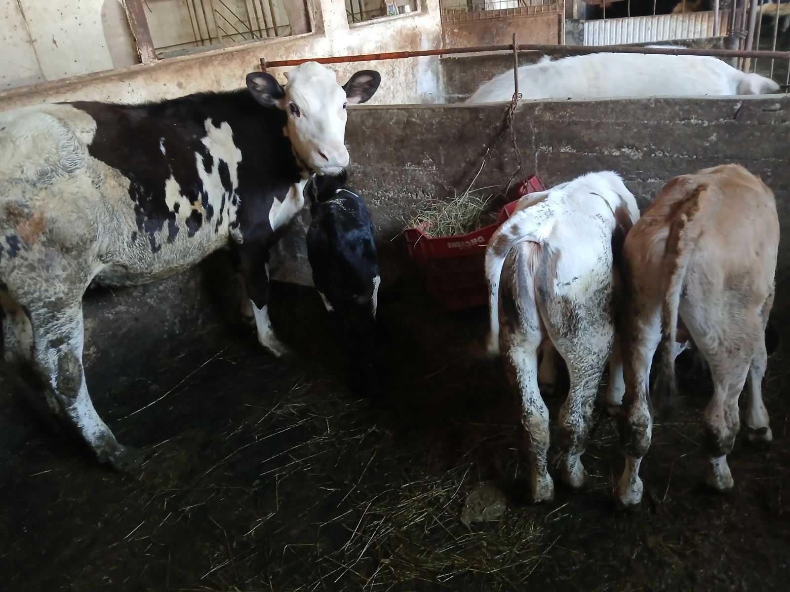 Продавам две мъжки и две женски телета.