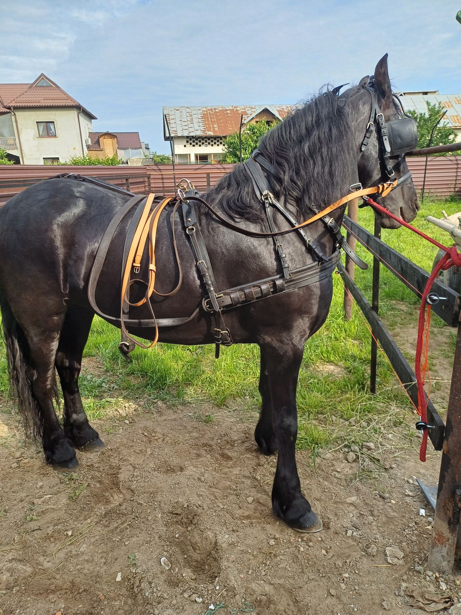 Hamuri de 2 cai pentru trasura