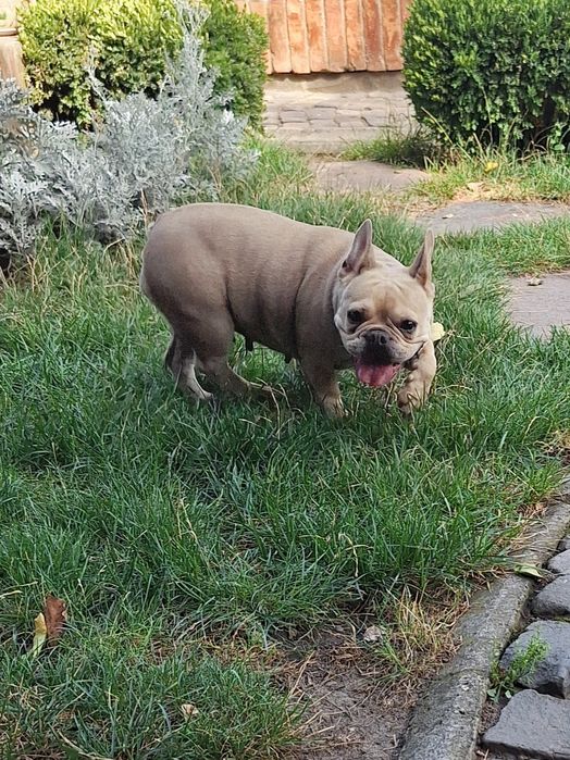 Bulldog francez femela